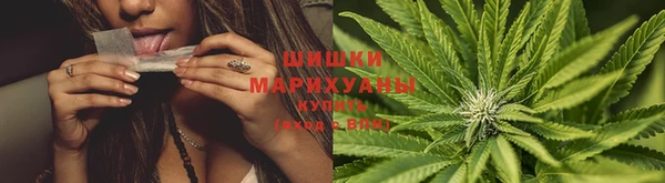 сатива Аркадак